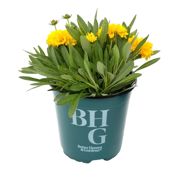 Better Homes & Gardens 2QT Yellow Coreopsis Live Plant Grower Pot Sun