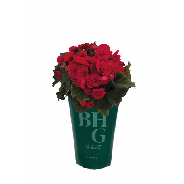 Better Homes & Gardens 2Qt Begonia Move2 Red Live Plant Grower Pot Full ...