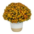 thumbnail image 1 of Better Homes & Gardens 3.0QT Scents of the Season Pumpin & Chai Orange Mum Live Plant in Decorative Pot, 1 of 5