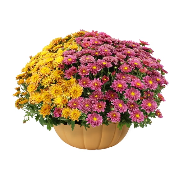 Better Homes & Gardens 3.0QT Bicolor Pink and Yellow Mum Live Plant in Almond Pumpkin Planter