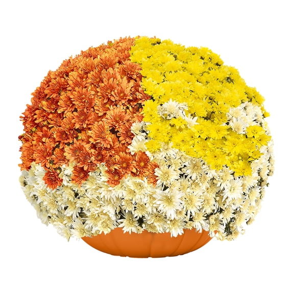 Better Homes & Gardens 3.0QT Tricolor Orange White Yellow Mum Live Plant in Pumpkin Planter