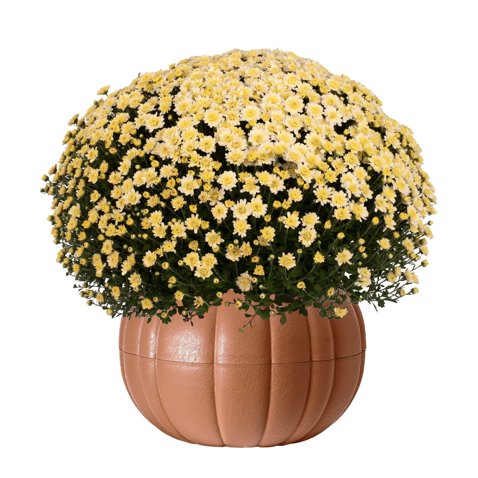 Better Homes & Gardens Assorted Mum Plant in Terracotta Clay Colored Pumpkin Planter, 3.0QT