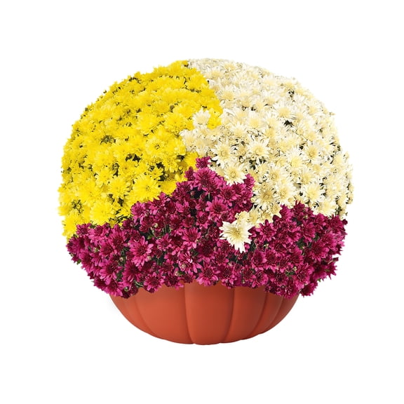 Better Homes & Gardens 3.0QT Tricolor Purple White Yellow Mum Live Plant in Pumpkin Planter