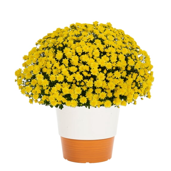 Better Homes & Gardens 3.5G Yellow Mum Live Plant in Decorative Pot Sun