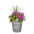 thumbnail image 1 of Better Homes & Gardens 3 Gallon Multicolor Multispecies Combo Annual Flowers Live Plants Full Sun, 1 of 6