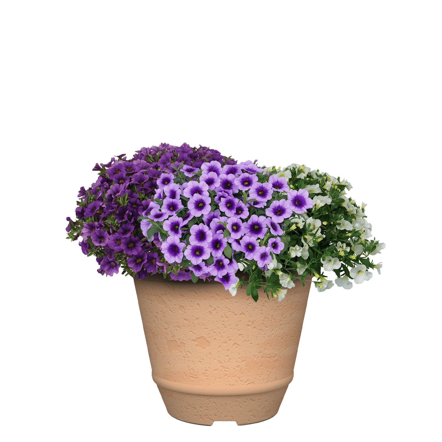 Better Homes & Gardens 3 Quart Calibrachoa Full Sun Annual Pet-Friendly Live Plants