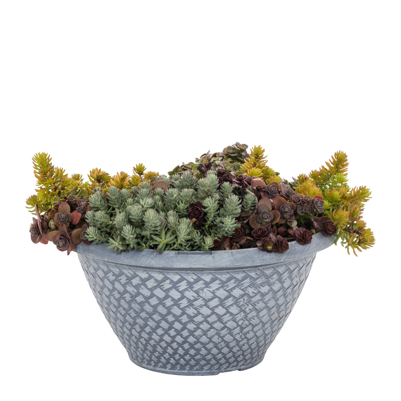 Better Homes & Gardens 3QT Multicolor Sedum Live Perennial Plant Decorative Pot Sun