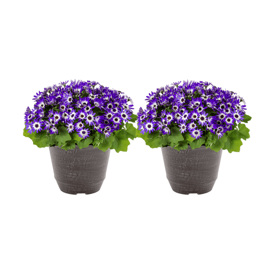 Better Homes & Gardens 3QT Bicolor Blue Pericallis Live Plant Decorative Pot Sun (2 Pack)