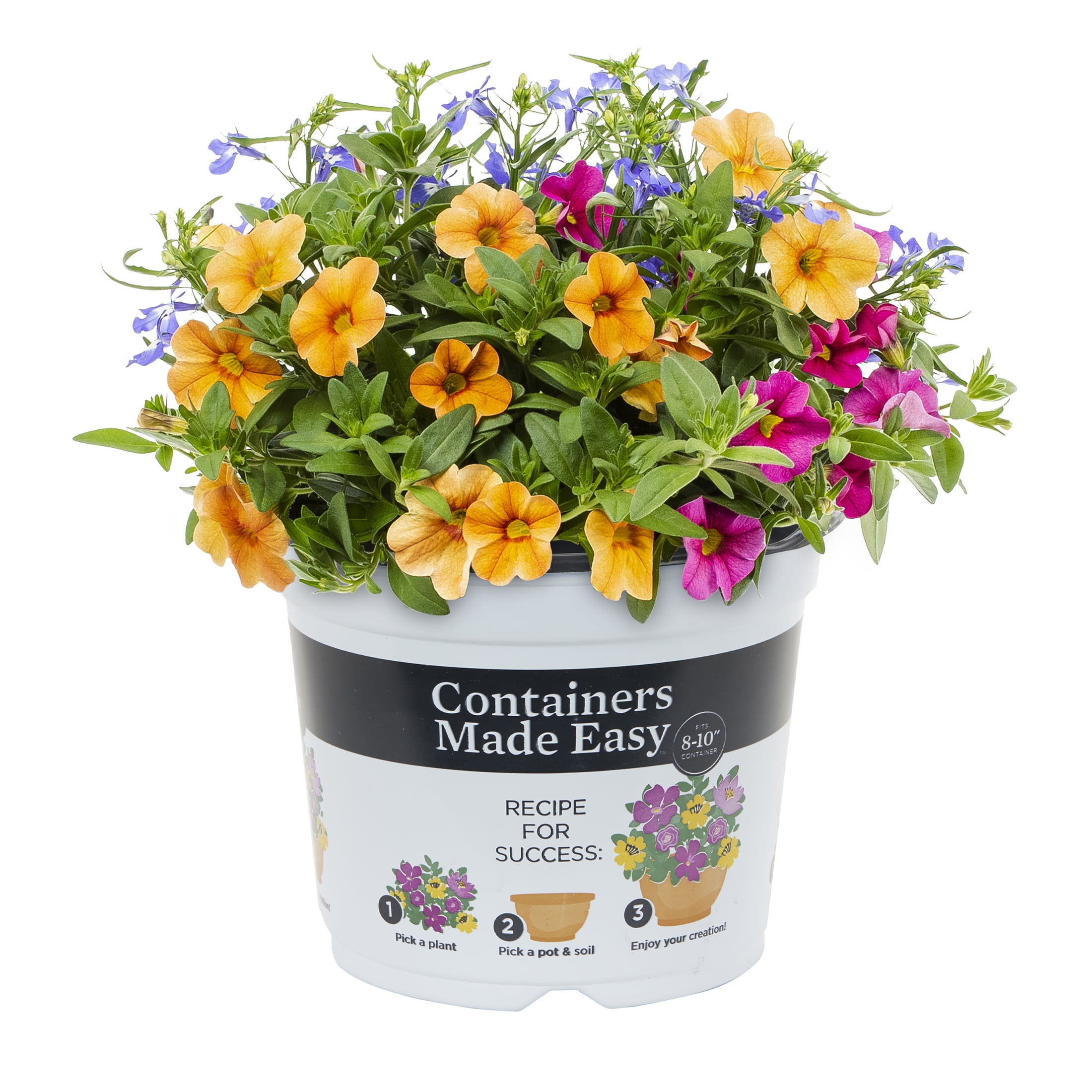 Better Homes & Gardens 3QT Multicolor Annual Combo Water Wheel Live Annual Plant Sun