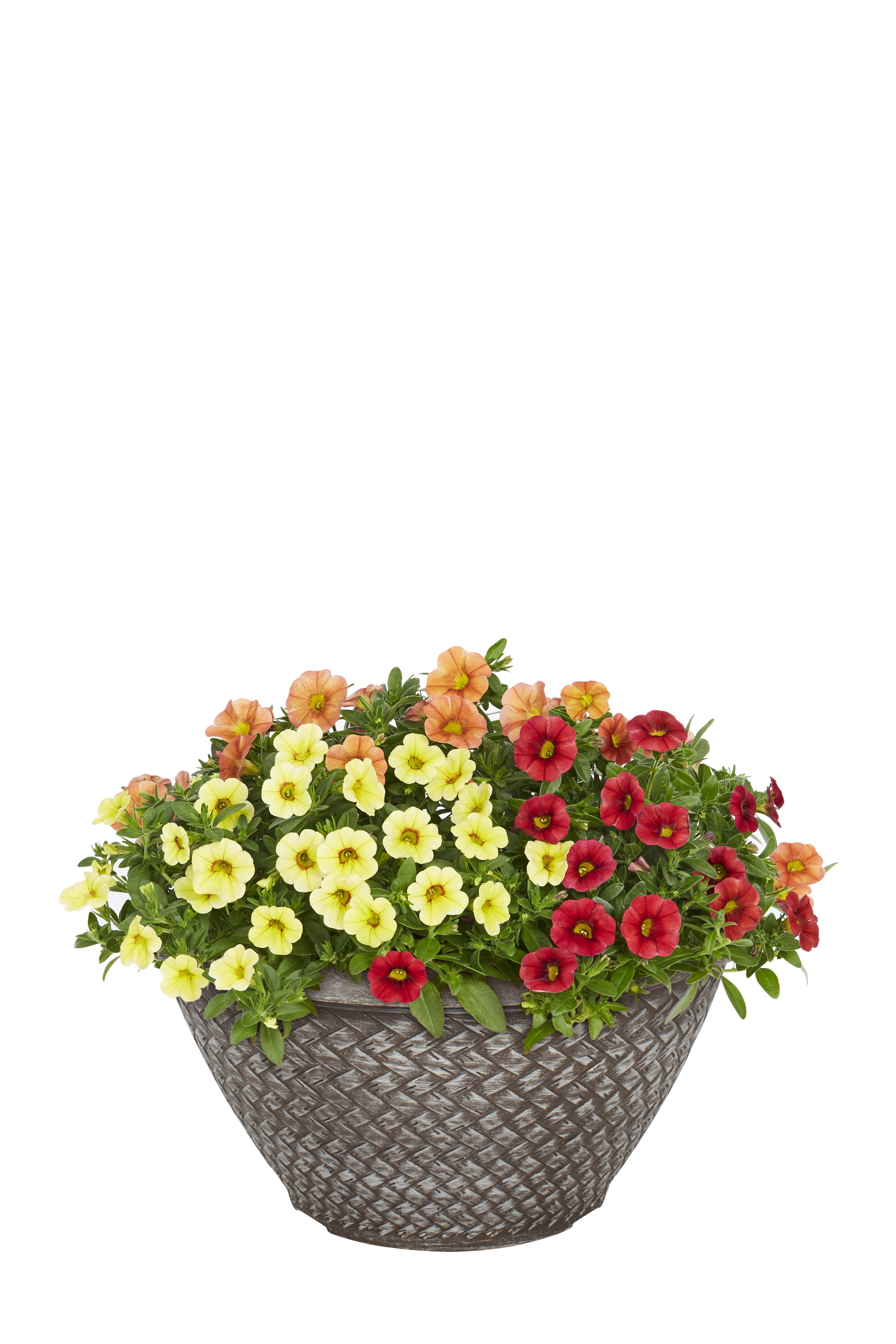Expert Gardener 3QT Multicolor Calibrachoa Live Annual Plant Decorative Pot Sun