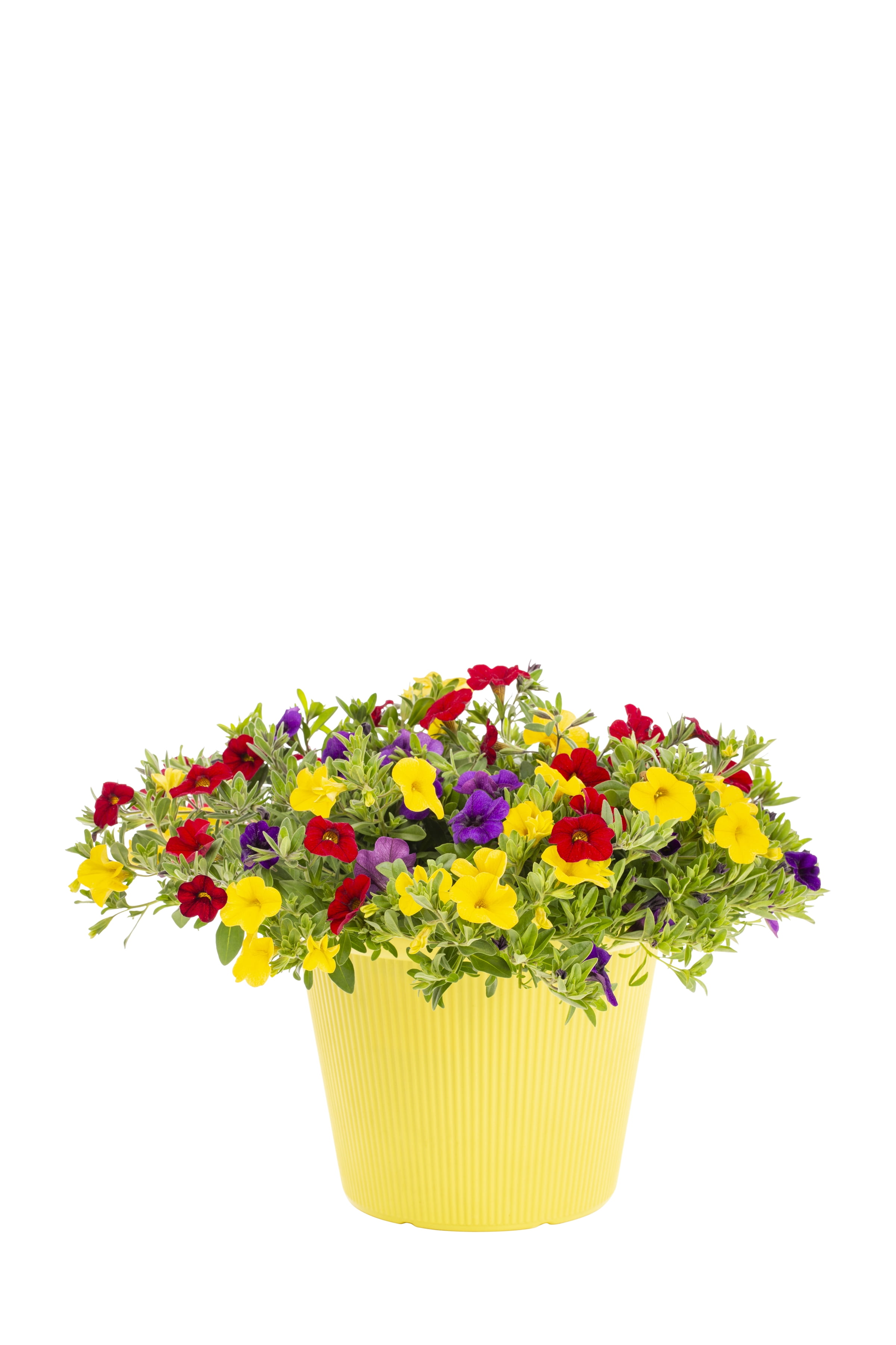 Better Homes & Gardens 3QT Multicolor Calibrachoa Mix Live Plants with Decorative Planter