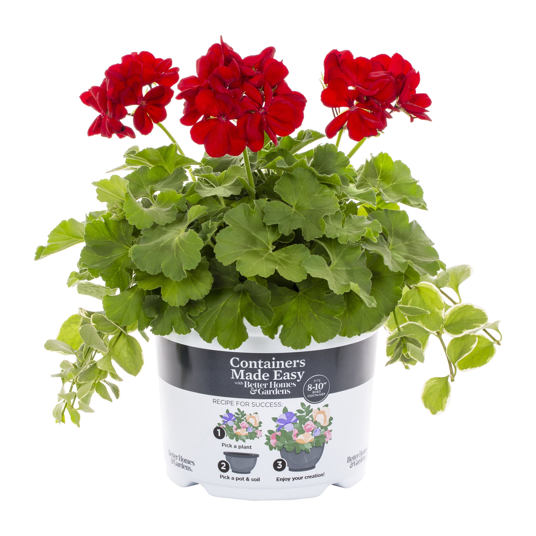 Better Homes & Gardens 3QT Multicolor Geranium Vinca Vine Live Annual ...