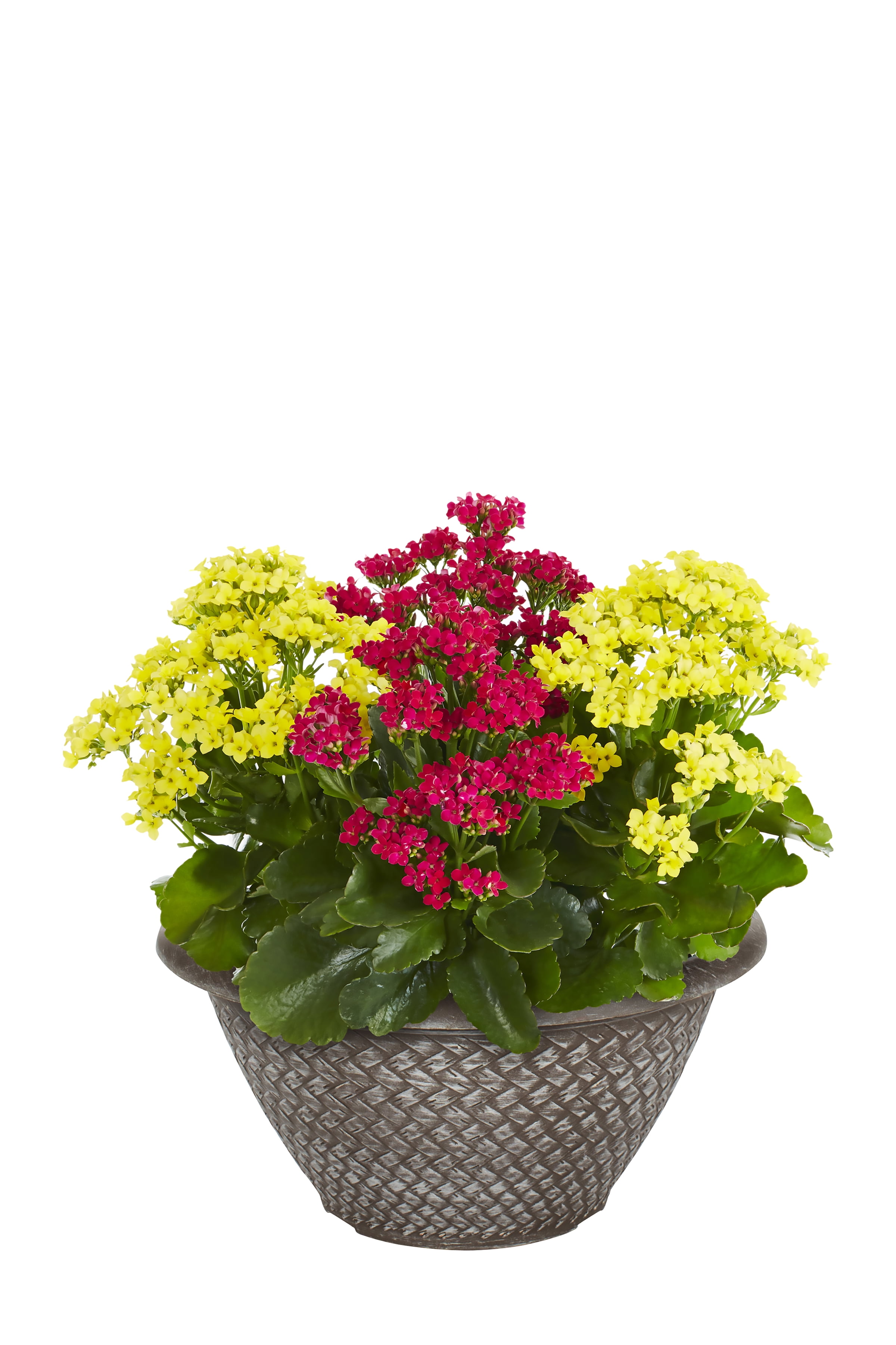 Better Homes & Gardens 3QT Multicolor Kalanchoe Live Annual Plant Decorative Pot Sun