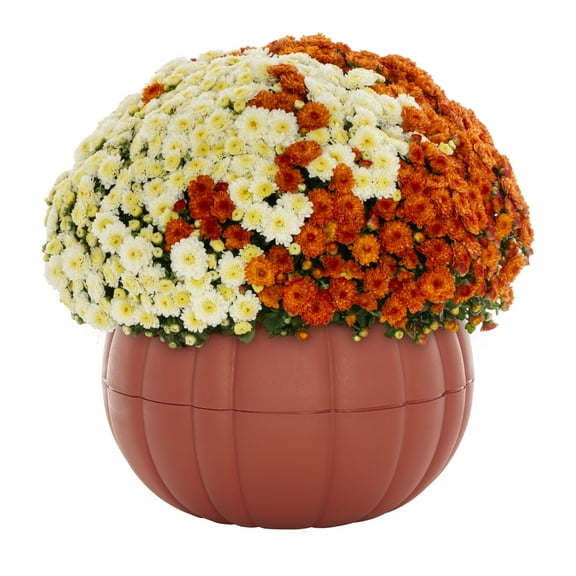 Better Homes & Gardens 3QT Orange White Garden Chrysanthemum Plant Orange Pumpkin Pot Sun