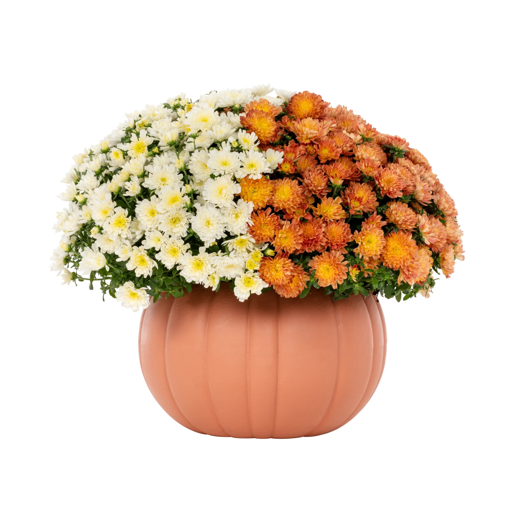 Better Homes & Gardens 3QT Orange & White Bi-Color Garden Mum Live Plant in Pumpkin Planter