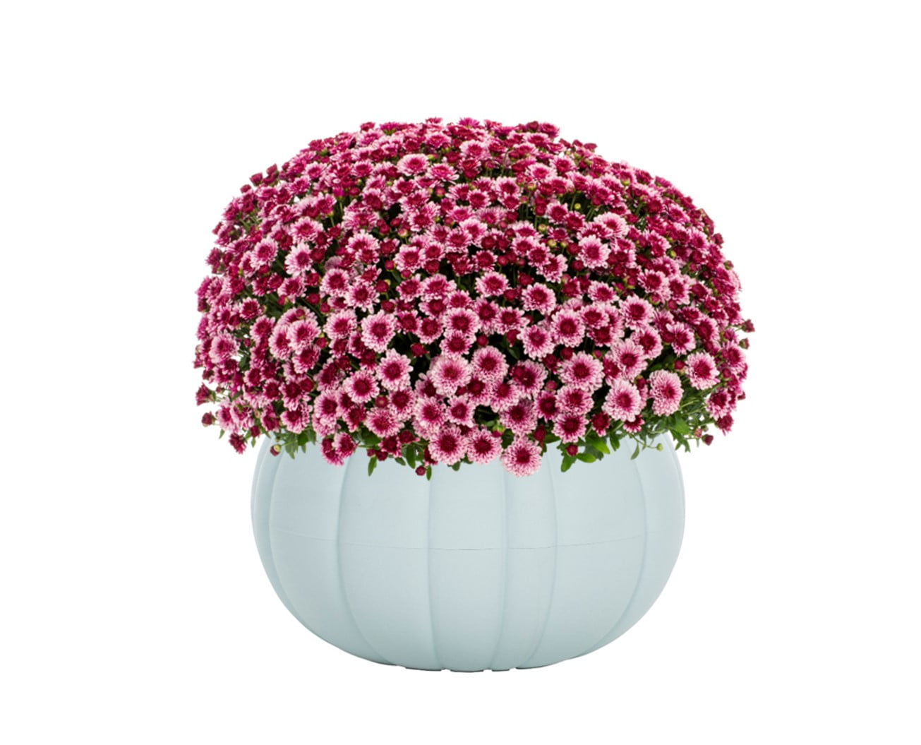 Better Homes & Gardens 3QT Pink Mum Live Plant Gray Pumpkin Pot Full Sun