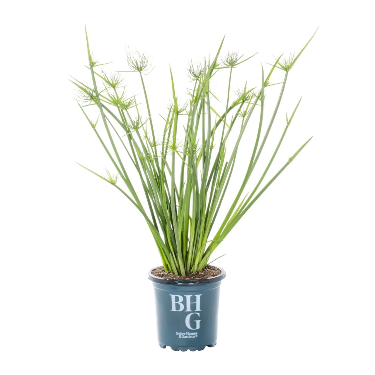 Better Homes & Gardens 1PT Green Cyperus Grass Live Annual Plant Sun ...