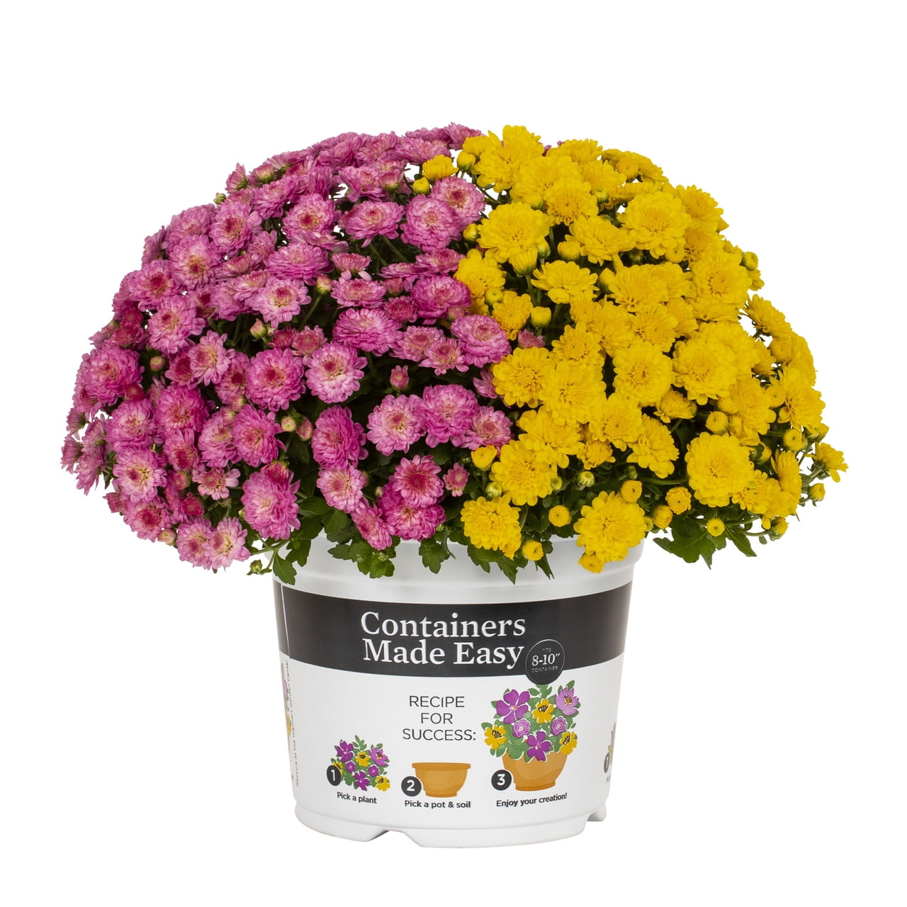 Better Homes & Gardens 3QT Purple Yellow Mum Live Plant Containers Made