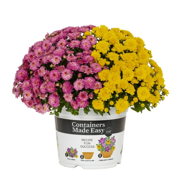 Better Homes & Gardens 3QT Purple Yellow Mum Live Plant Containers Made