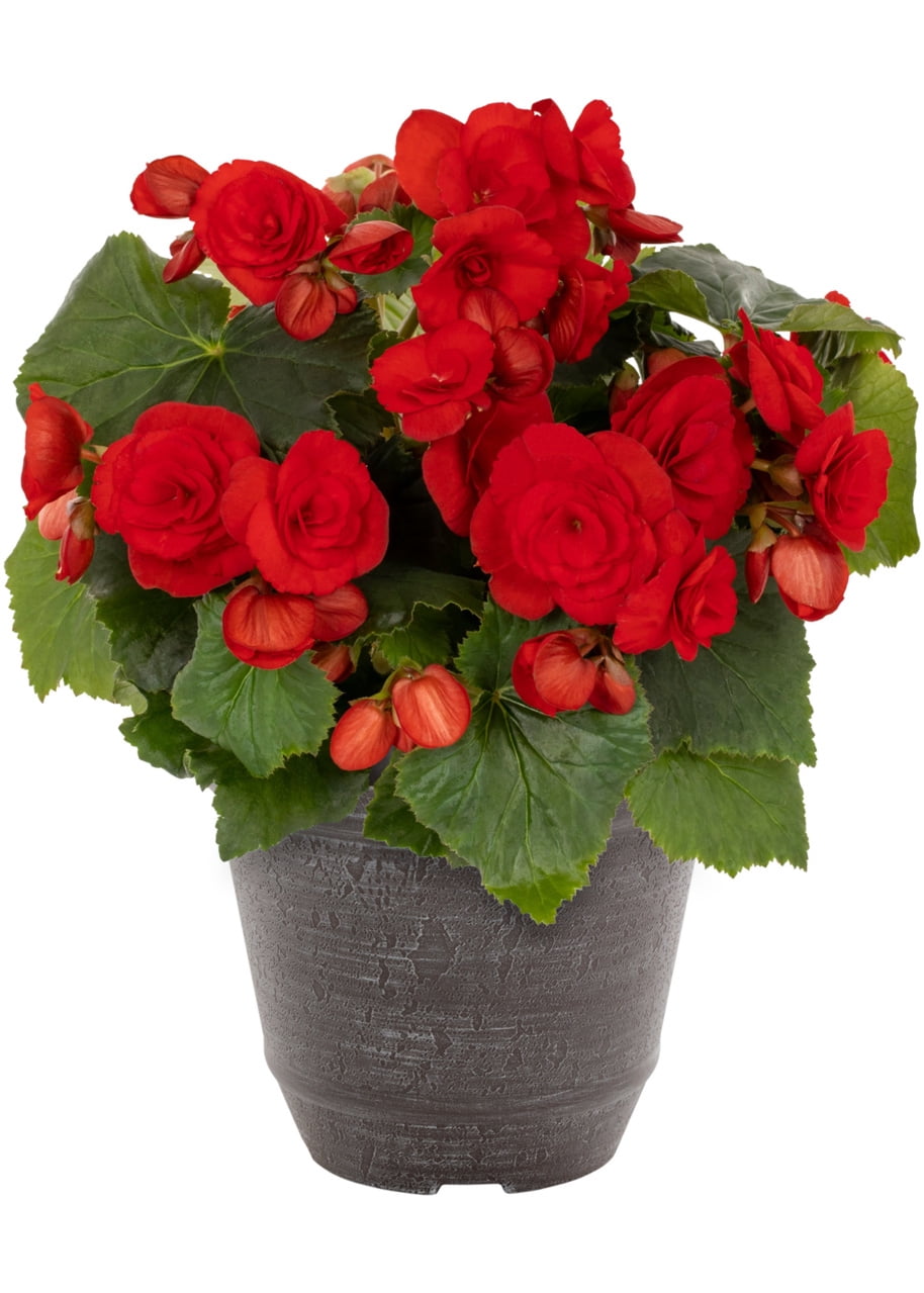 Better Homes & Gardens 3QT Red Begonia Live Annual Plant Arden Decorative Pot Partial Shade