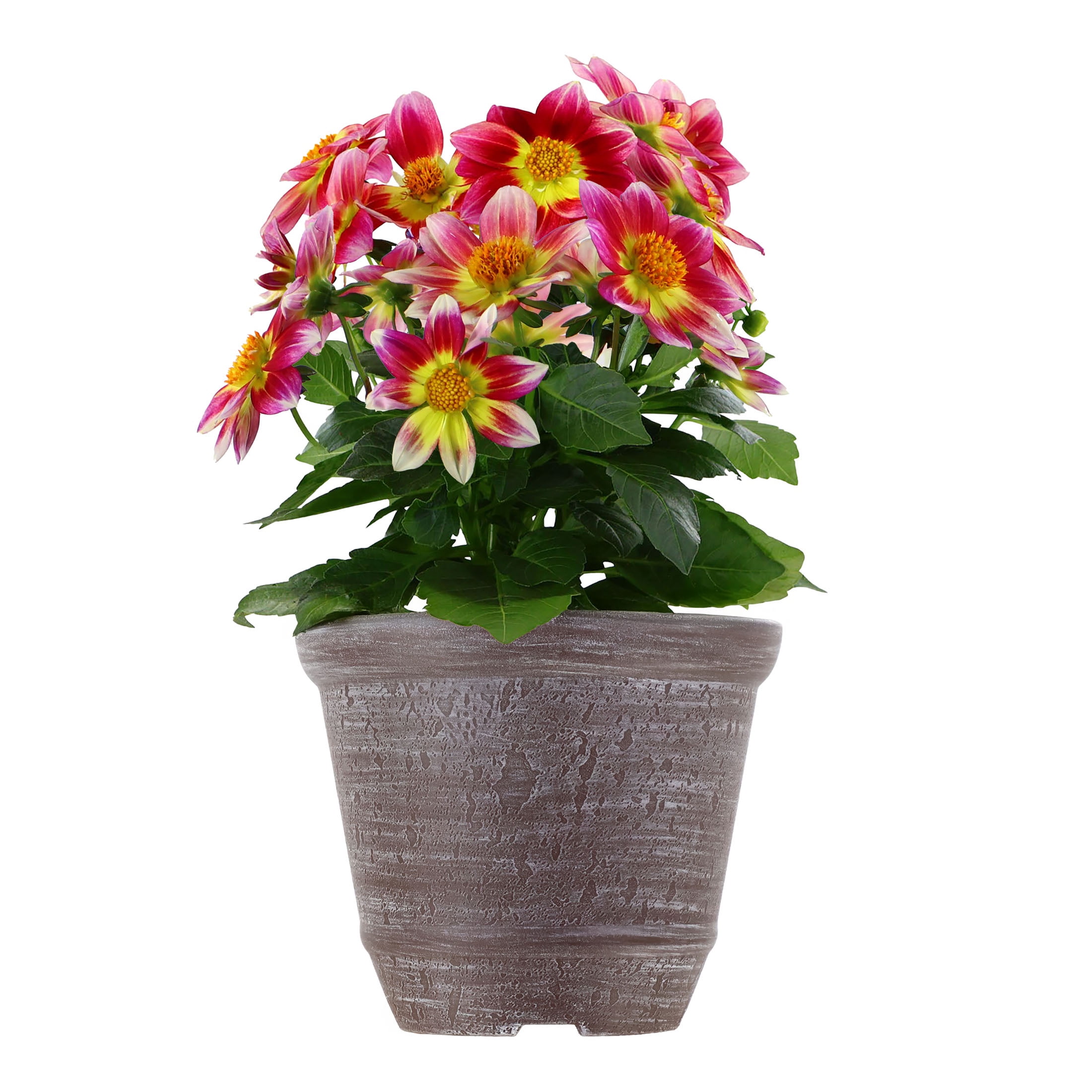 indoor plant pot with drainage Bonsai Pot with Drainage & Tray - Black / 4 Inch