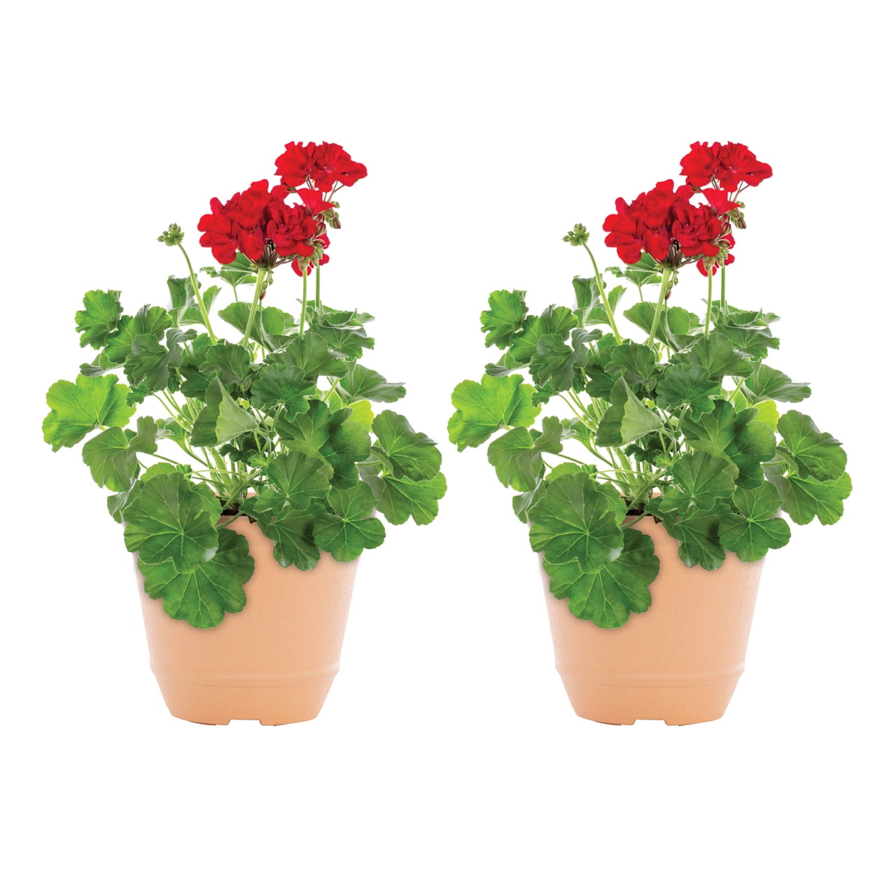 Better Homes & Gardens 3QT Red Geranium Live Annual Plant Decorative Pot Sun 2-Pack
