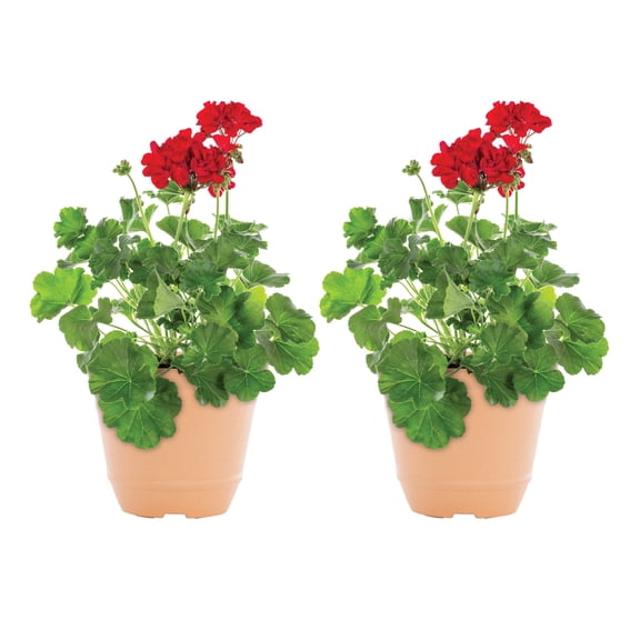 Better Homes & Gardens 3QT Red Geranium Live Annual Plant Decorative Pot Sun 2-Pack