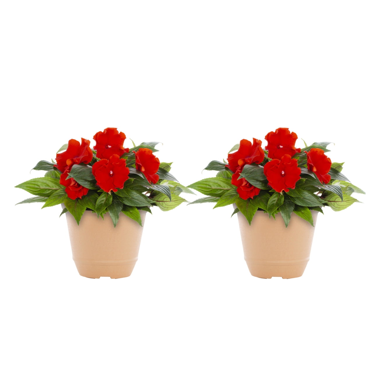 Better Homes & Gardens 3QT Red New Guinea Impatiens Live Annual Plant Decorative Pot Shade 2-Pack