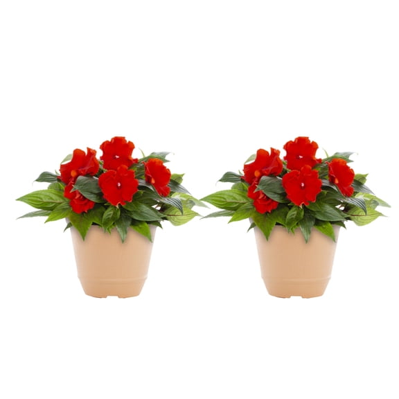 Better Homes & Gardens 3QT Red New Guinea Impatiens Live Annual Plant Decorative Pot Shade 2-Pack