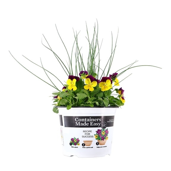 Better Homes & Gardens 14" Yellow Purple Viola Juncus Combo Live Plants in 6" Grower Pot