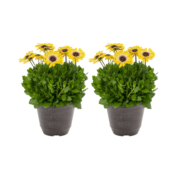 Better Homes & Gardens 3QT Yellow Blue Eye Osteospermum Live Annual Plant Decorative Pot Sun 2-Pack