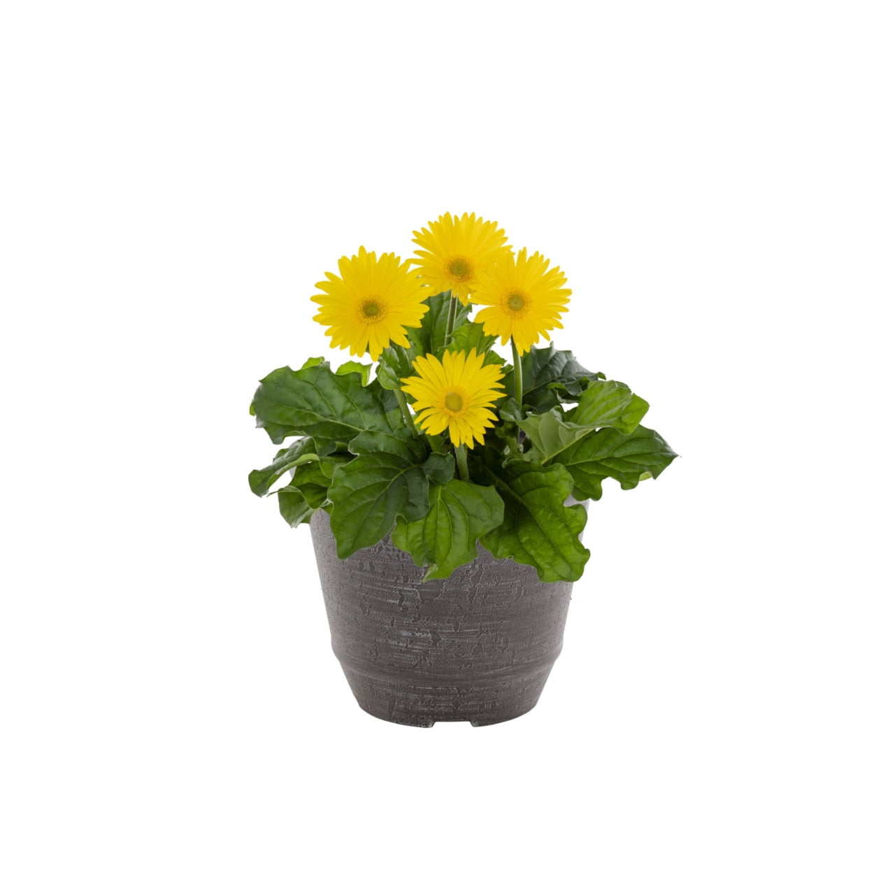Better Homes & Gardens 3QT Yellow Gerbera Daisy Live Annual Plant Decorative Pot Sun