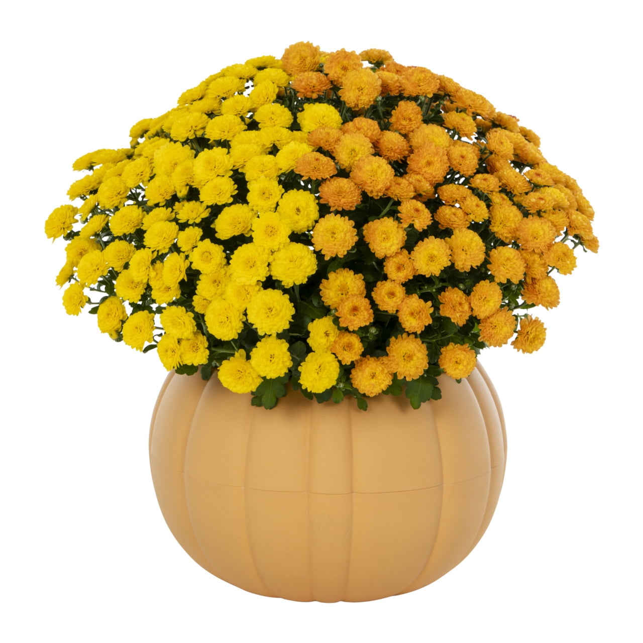 Better Homes & Gardens 3QT Orange Yellow Chrysanthemum Live