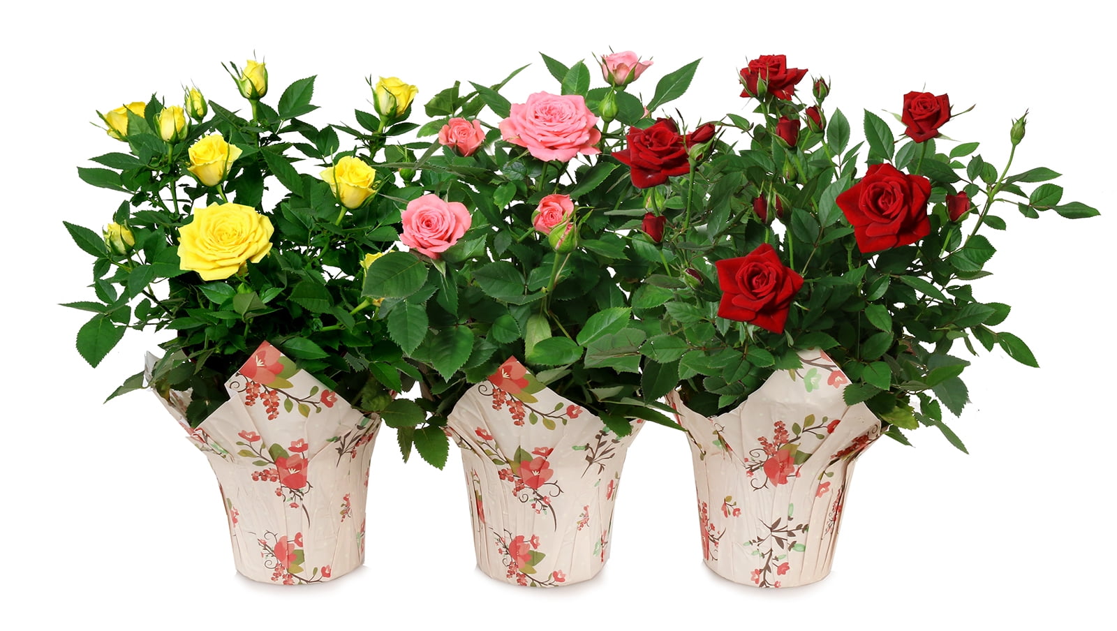 Mini Roses Plant Basket Mini Roses Plant Basket