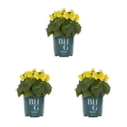 Better Homes & Gardens 4" Yellow Begonia Live Plants Grower Pot (3 Count)