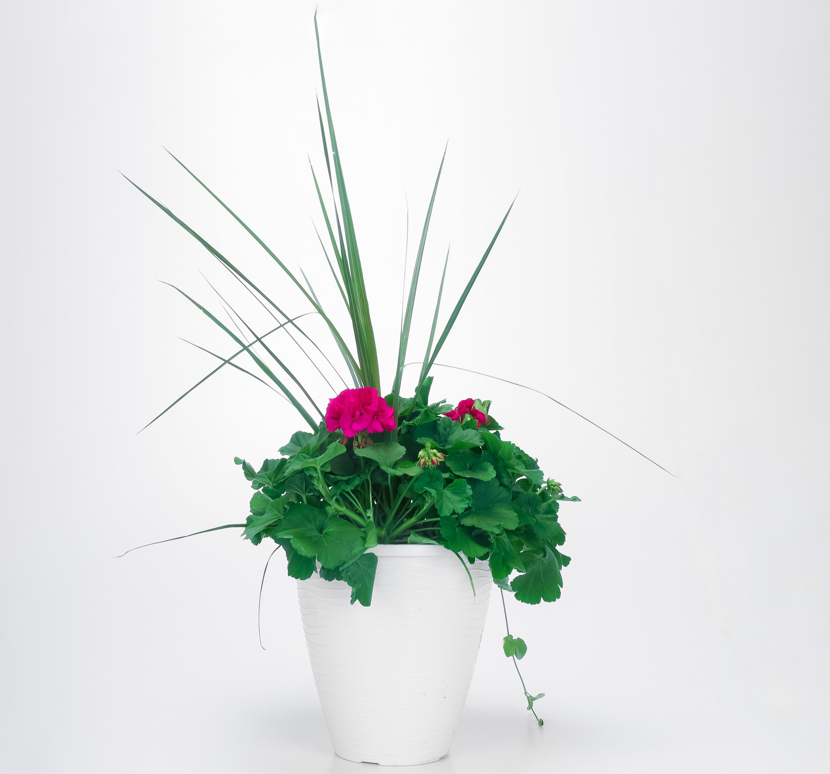 Better Homes & Gardens 5 Gallon Red Geranium With Bacopa Combo Annual