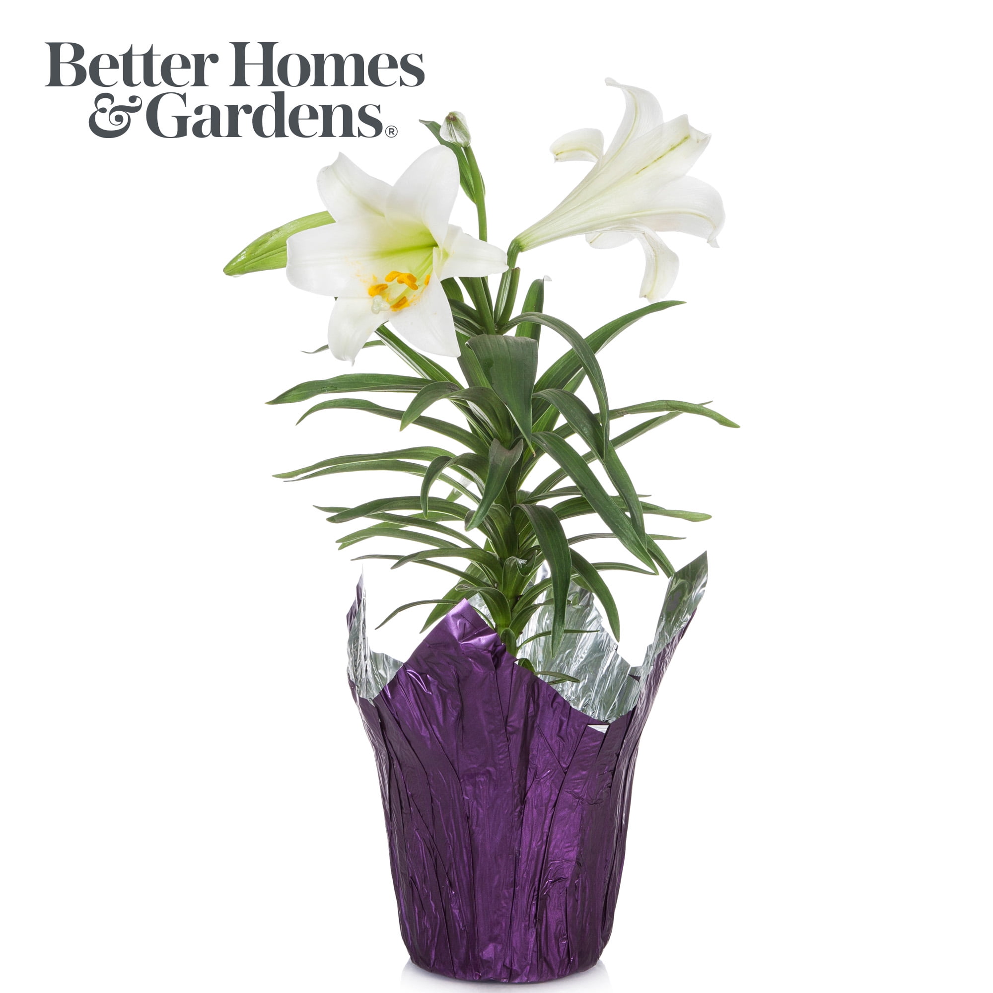 Potted Easter Lilies