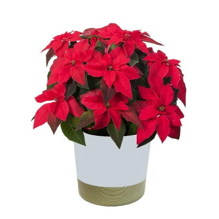 Better Homes & Gardens 8in. Red Poinsettia Live Plant with Ceramic Pot