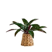 Better Homes & Gardens Artificial Rattlesnake Plant in Rattan Vase, 13"