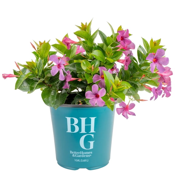 Better Homes & Gardens Bluphoria Mandevilla Bush in 1g pot Direct Sunlight, Live Flowering Outdoor Plant