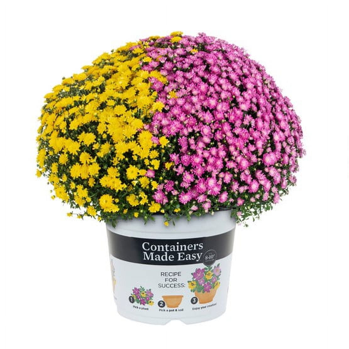 Better Homes & Gardens Containers Made Easy 10IN Mum combination pot