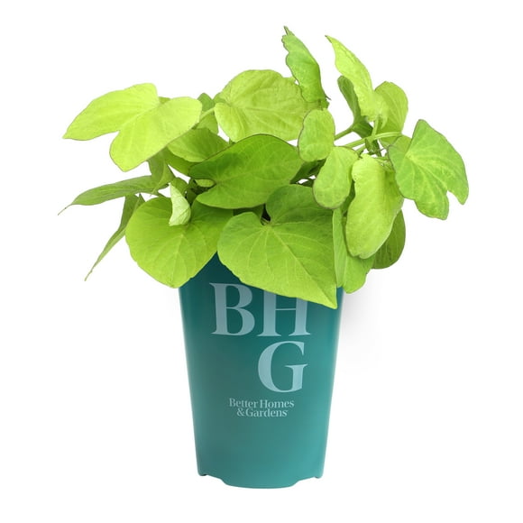 Better Homes & Gardens Ipomoea Sweet Potato Vine, Live Outdoor Plant, 1 Pt Pot, Full Sun to Shade