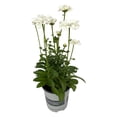 thumbnail image 1 of "Better Homes & Gardens Leucanthemum Shasta Daisy White Live Plant 10""-16"" Tall, 1 of 6