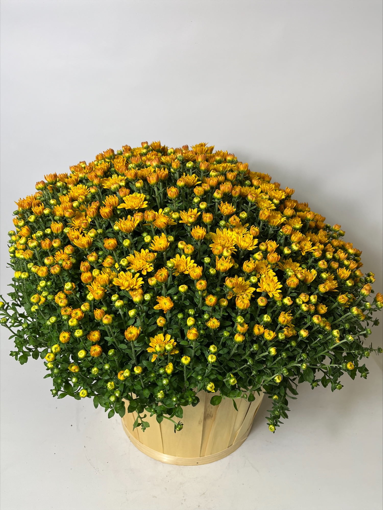 数回使用 139cm yellow bus GARDEN× バインSMサイズ 数回使用 139cm