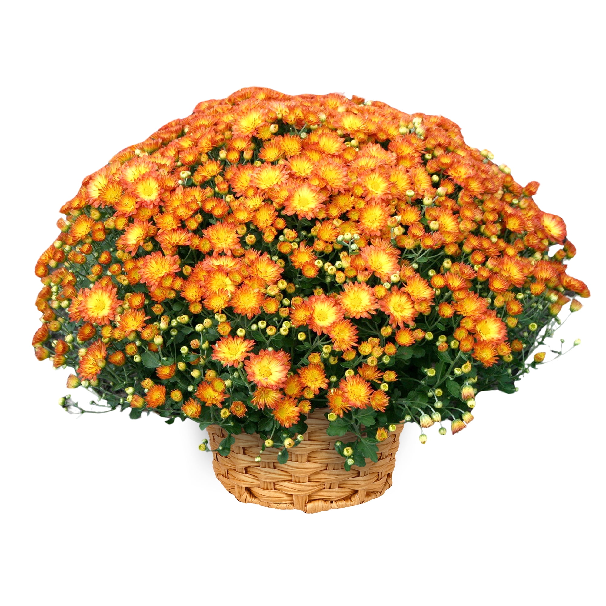 Better Homes & Gardens Orange Multicolor Mums Live Plant Garden in 12 in Fall Basket Décor