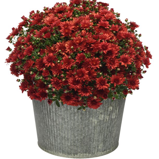 Better Homes & Gardens Outdoor Live Plants Red Mum 2.5G Decorative Pot