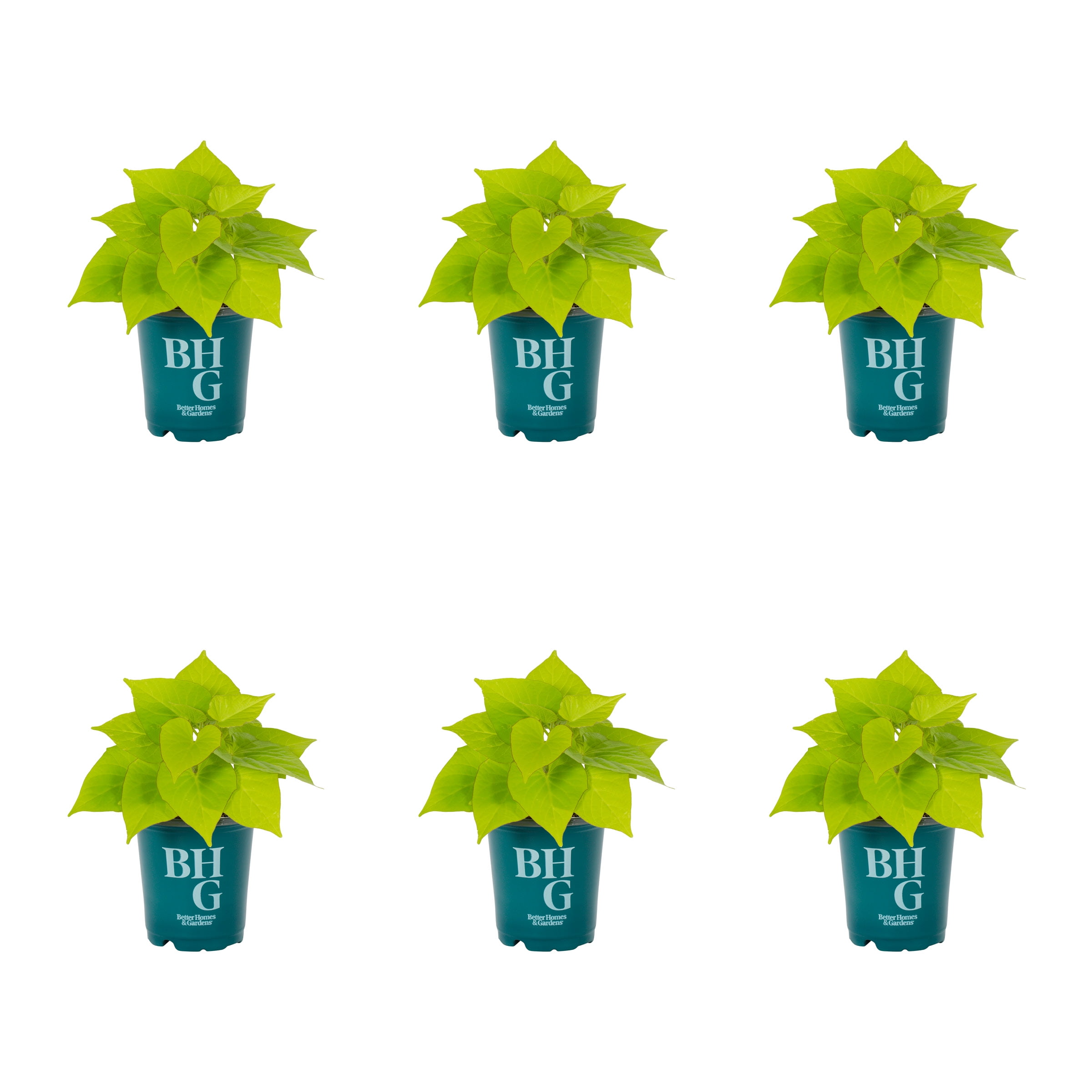 Better Homes & Gardens 1PT Green Ipomoea Live Annual Plant Sun 6-Pack