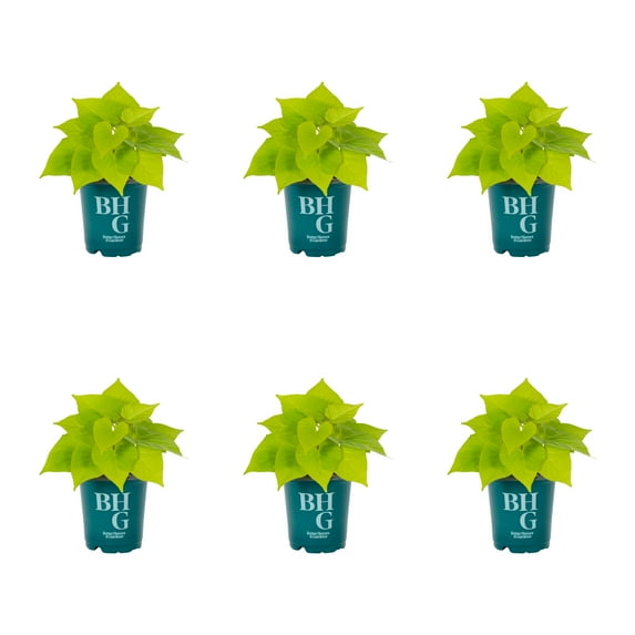 Better Homes & Gardens 1PT Green Ipomoea Live Annual Plant Sun 6-Pack