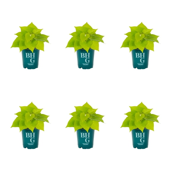 Better Homes & Gardens 1PT Green Ipomoea Live Annual Plant Sun 6-Pack