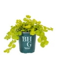 thumbnail image 1 of Better Homes & Gardens PT Green Lysimachia Live Plants with Grower Pot, 1 of 7